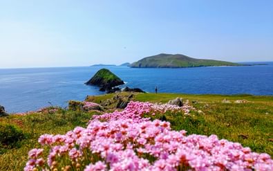 Roze wilde bloemen bloeien op grasrijke kliffen langs de Dingle Way in Ierland, met uitzicht op blauwe oceaanwateren met rotseilanden.