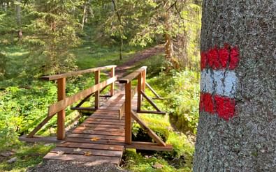 Houten voetbrug met leuningen over een beekje in het bos bij Kitzbühel. Rood-witte wegmarkeringen zichtbaar op boomschors.