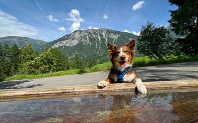 Bruine en witte hond met blauw harnas bij houten waterfontein op Via Spluga, met beboste bergen en blauwe lucht op achtergrond.