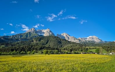 Geel bloeiende weide met bergpanorama in de Kitzbüheler Alpen bij Saalfelden Maria Alm onder blauwe hemel met verspreide wolken.