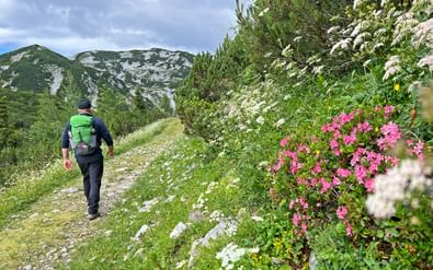 Wandelaar met groene rugzak op bergpad langs roze alpenrozen en witte bloemen op Feuerkogel, bergen op achtergrond.