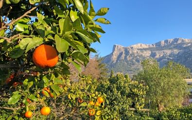 Oranje citrusvruchten hangen aan een boom met groene bladeren tegen blauwe lucht en rotsachtige bergen op de achtergrond op Mallorca.