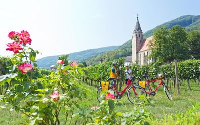 Twee fietsers met rode fietsen in Wachau wijngaarden. Roze rozen bloeien op voorgrond, kerk met toren en groene heuvels op achtergrond.