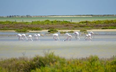 rw-provence-carmargue-flamingo