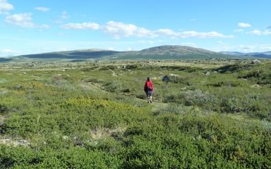 Persoon in rode jas wandelt door groene toendra-vegetatie in Dovrefjell, Noorwegen, met glooiende heuvels en blauwe lucht op achtergrond.