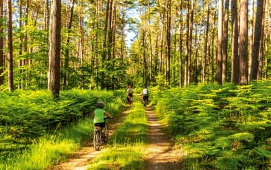 Drie fietsers op een zanderig bospad omringd door hoge pijnbomen en weelderige groene varens in helder zonlicht bij Usedom.