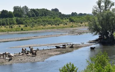Kudde vee graast op modderige oevers van de Maas in Limburg. De rivier kronkelt door groen landschap met bomen en heuvels.