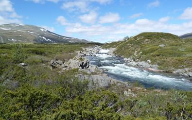 Snelstromende rivier in Dovrefjell, Noorwegen, kronkelend door rotsachtig terrein met lage vegetatie en besneeuwde bergen.