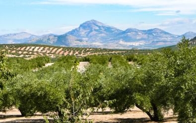 Uitgestrekt Andalusisch landschap met groene olijfgaarden op voorgrond en blauw-paarse bergen onder bewolkte hemel op achtergrond.