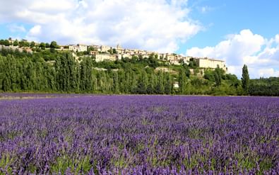 Paars lavendelveld in bloei in de Provence met het bergdorp Sault en cipressen op de achtergrond onder een blauwe lucht met wolken.