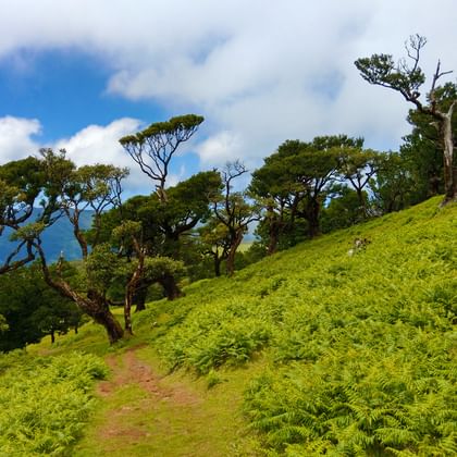 Charakteristische Vegetation auf Madeiras Wanderwegen