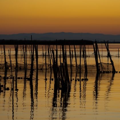 Albufera-natuurpark-Valencia-Trekvogels
