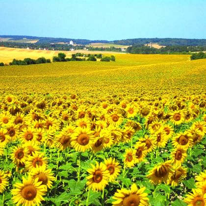 Uitgestrekt zonnebloemveld in Noord-Frankrijk met glooiende heuvels, verspreide bomen en een klein dorp in de verte onder een blauwe lucht.