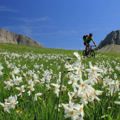 Fietser rijdt door groene weide vol witte narcissen in Montenegro, met rotsachtige bergtoppen onder blauwe lucht.
