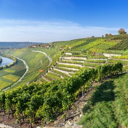 Panoramisch uitzicht op de Neckar die door een dal kronkelt met terrasvormige wijngaarden op de hellingen onder een blauwe hemel met witte wolken.