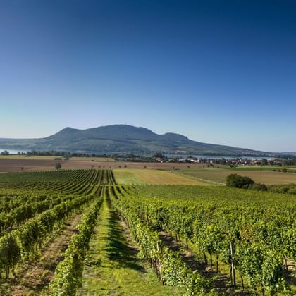 Rijen groene wijnstokken in een Moravische wijngaard met een platte berg en landbouwvelden op de achtergrond onder blauwe hemel.