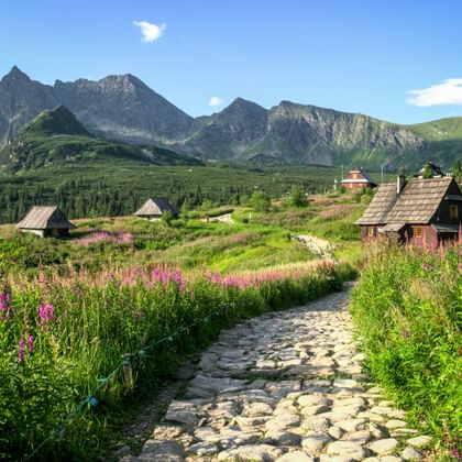 Stenen pad omzoomd met roze wilde bloemen leidt naar houten berghutten in Hala Gasienicowa. Dramatische Tatra-toppen achter groene weiden.