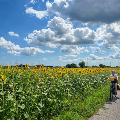 Fietser op geasfalteerd pad naast uitgestrekt zonnebloemen veld bij Grions in Friuli onder blauwe lucht met witte wolken.