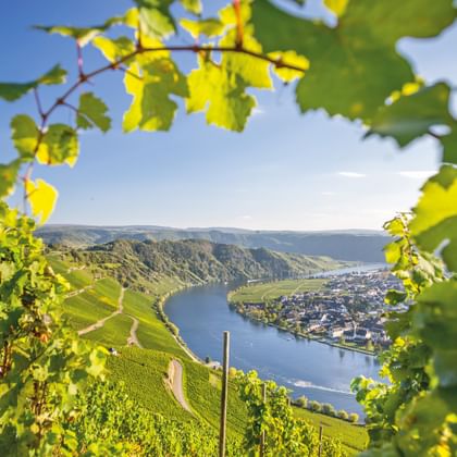 Uitzicht op de Moezelvallei door groene wijnranken. De rivier kronkelt door terrasvormige wijngaarden en een stad, omlijst door wijnbladeren.