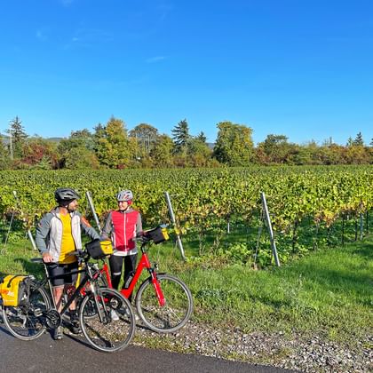 Two cyclists in front of green grapevines
