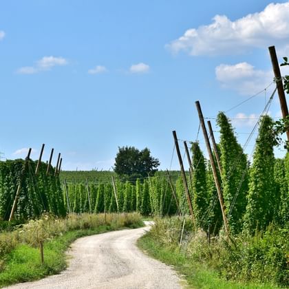 Grindweg kronkelt door hoge hopplanten aan houten palen onder blauwe lucht met witte wolken in Žatec, Tsjechië.