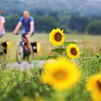 as-kattegattleden-zweedse-westkust-Kattegat-fietspad-zonnebloemen