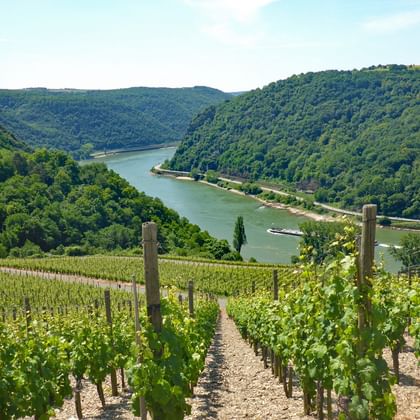 Hiking tour on the Rhine with panoramic views