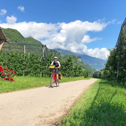Cycling through apple orchards in South Tyrol