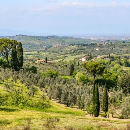 Glooiende Toscaanse heuvels met cipressen, olijfgaarden en verspreide boerderijen onder blauwe hemel tussen Pisa en Florence.