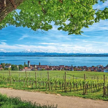 Schilderachtig uitzicht onder een boom over wijngaardrijen naar het dorp Hagnau aan de Bodenseeoever, met blauw water en verre Alpen onder heldere hemel.