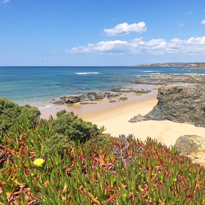 Kleurrijke kustplanten met gele bloemen met uitzicht op een zandstrand met rotsformaties en turquoise oceaan langs de Rota Vicentina.