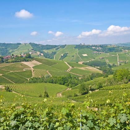 Hilly Piedmont