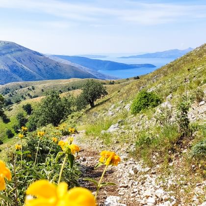 Bergpad met gele bloemen op de voorgrond, groene hellingen en blauw zeezicht in de verte langs de Albanese kust.