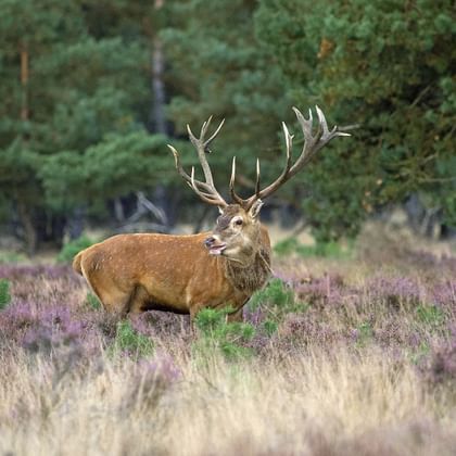 Veluwe, Hert, Nederland