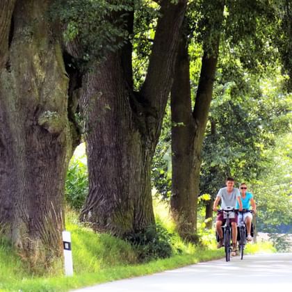 Twee fietsers rijden op geasfalteerde weg door bomenlaan met grote oude bomen op de fietsroute van Budweis naar Praag.