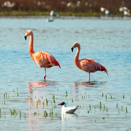 Twee roze flamingo's staan in ondiep water van het Zwillbrocker Venn met andere watervogels zichtbaar op de achtergrond.