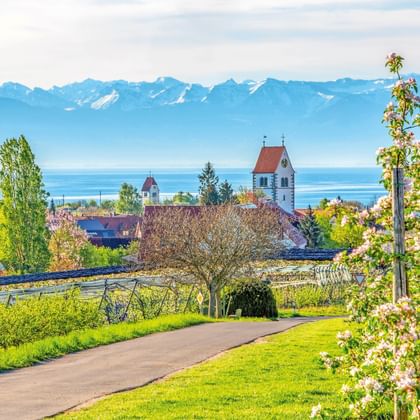 Pad door groene wijngaard naar dorp Immenstaad met kerktoren, Bodenmeer en Alpen op achtergrond onder blauwe lucht.