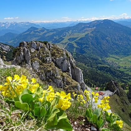 Gele sleutelbloemen bloeien op de rotsachtige Wendelstein-top met panoramisch uitzicht op de Beierse Alpen en groene valleien.
