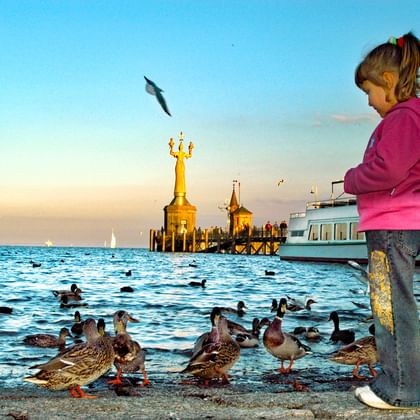 Ducks on the shore of Lake Constance