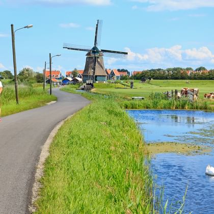 Traditionele Nederlandse windmolen in Volendam met fietser op landweg naast blauwe vaart. Witte zwaan zwemt in water, koeien grazen.