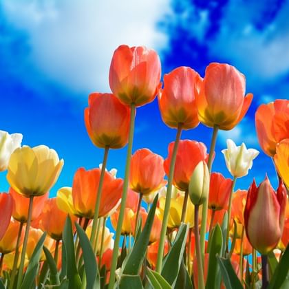 tulips