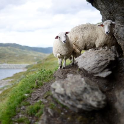 schapen-dingle-way-wandelen