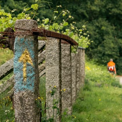 Stenen markering met gele Camino-pijl op Portugese Camino-pad. Pelgrims lopen op pad door groen landschap met wijngaard.