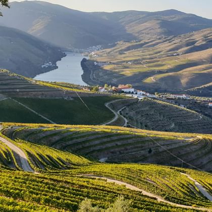 Terrasvormige wijngaarden dalen af langs hellingen in Portugal's Douro-vallei, met de Douro-rivier kronkelend tussen bergen.