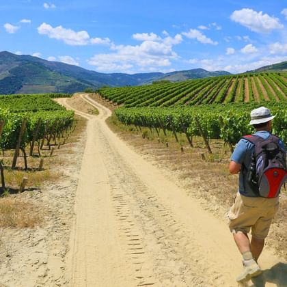 Hiker in the middle of green vineyards of the Douro-valley