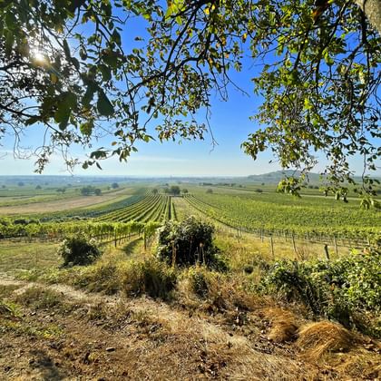 Panoramisch uitzicht op wijngaardrijen vanaf verhoogde positie onder boomtakken. Glooiende heuvels en blauwe lucht zichtbaar op achtergrond.