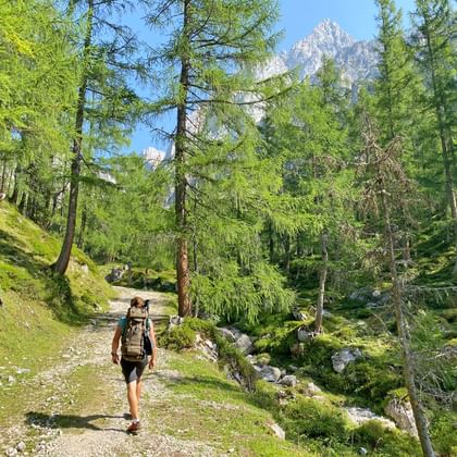 Wandelaar met rugzak op bospad bij Bachlalm op Dachstein Höhenrundweg, omringd door lariksbomen met bergtop op de achtergrond.