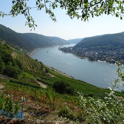 Panoramisch uitzicht op de Rijn die door groene heuvels kronkelt met terrasvormige wijngaarden op de voorgrond en een stad langs de oever.