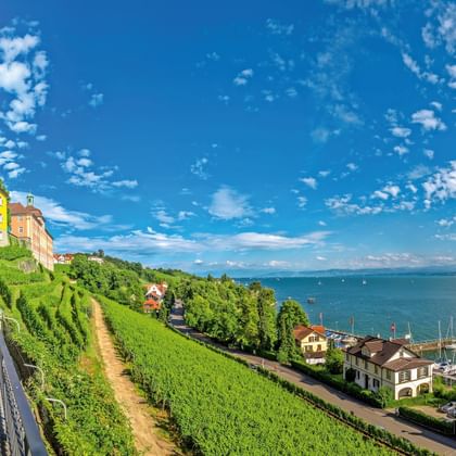 Terrasvormige wijngaarden op steile helling in Meersburg met uitzicht over Bodensee. Geel kasteelgebouw links, blauw meer en lucht op achtergrond.