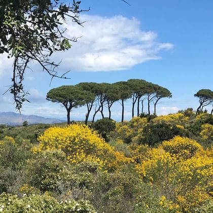 Mediterraan landschap met geel bloeiende struiken op de voorgrond en karakteristieke pijnbomen op heuvels onder blauwe hemel.